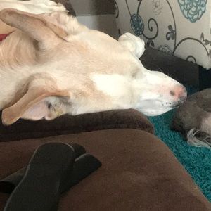 Meet your Posher, Donna